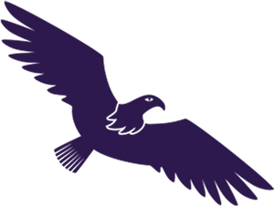 hawk image